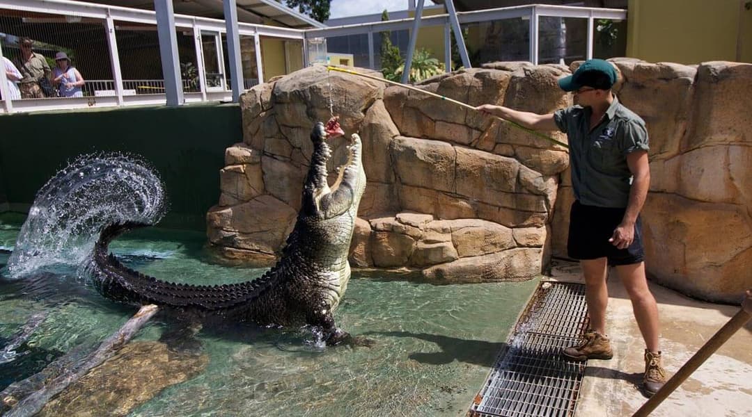 Big Croc Encounter VIP Tour Image