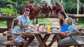 Breakfast with Orangutans at Bali Zoo
