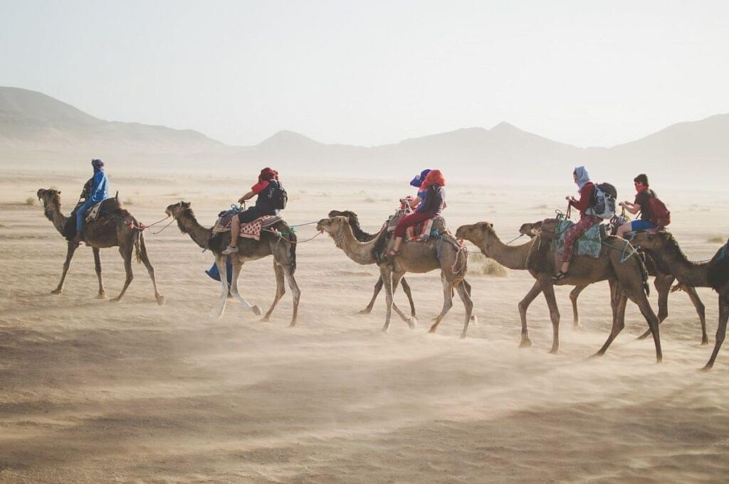Cheer on the Camel Races