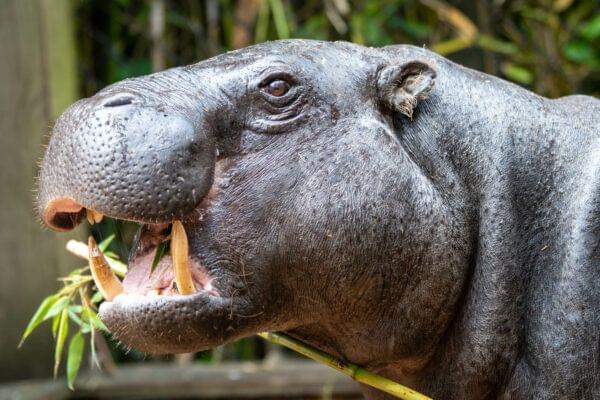 Hippo in Colchester Zoo