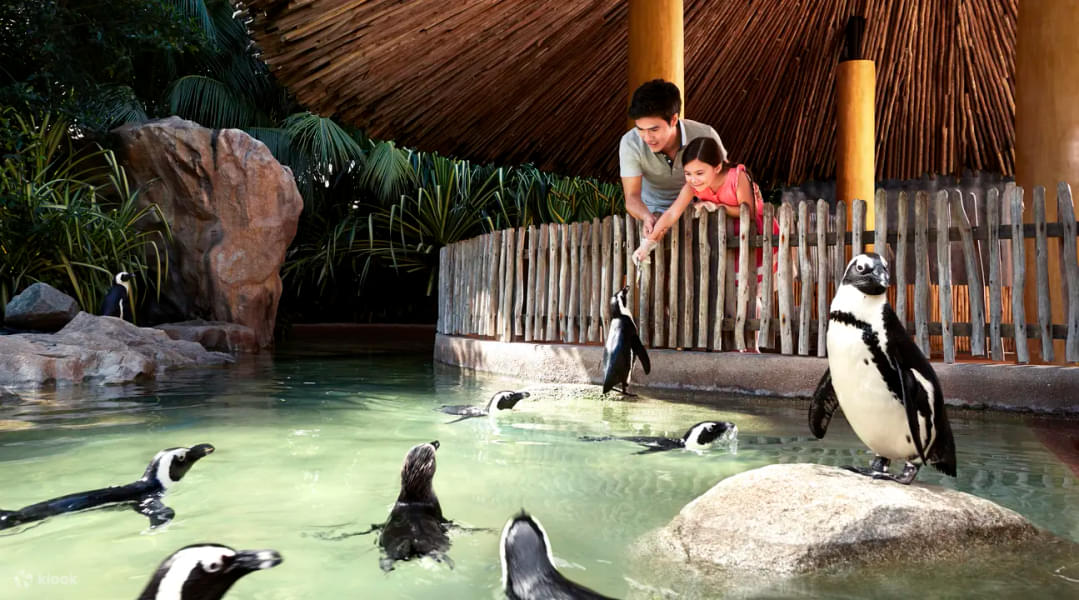 Feed the friendly & cute penguins at the penguin feeding session