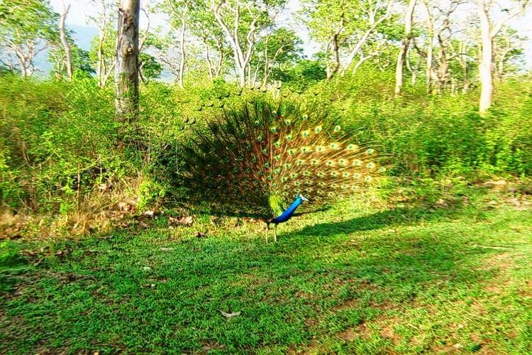 Mudumalai Jungle Safari Image