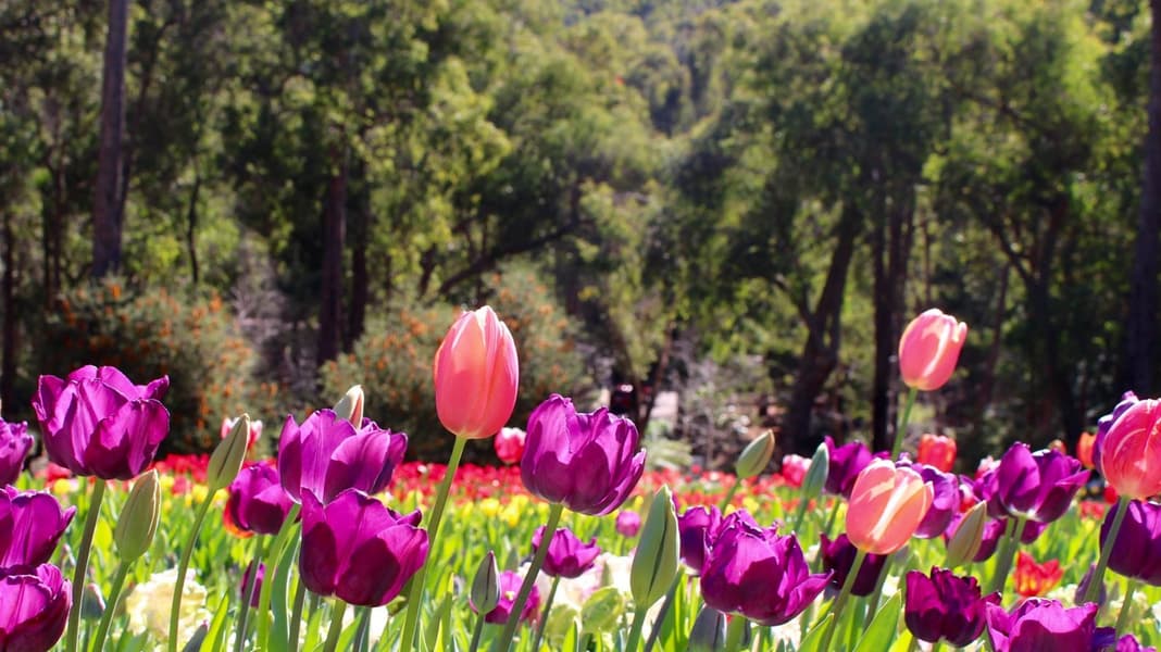 Araluen Botanic Park Tour, Perth Image
