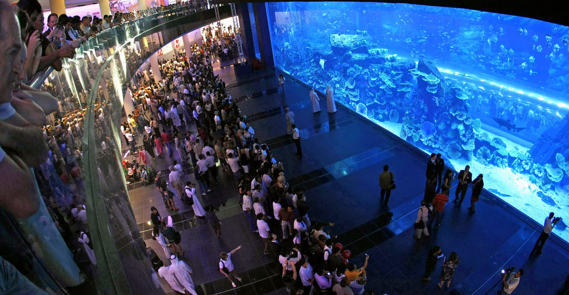 Explore Dubai Aquarium's incredible 10 million liter tank