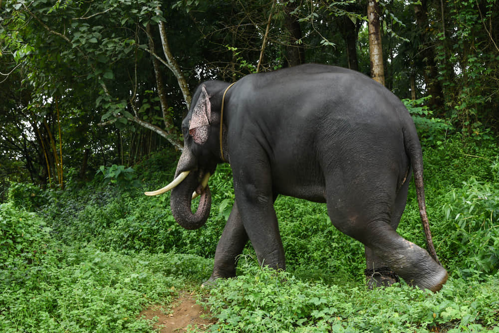 Wayanad Wildlife Sanctuary