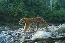 Pakke Tiger Reserve
