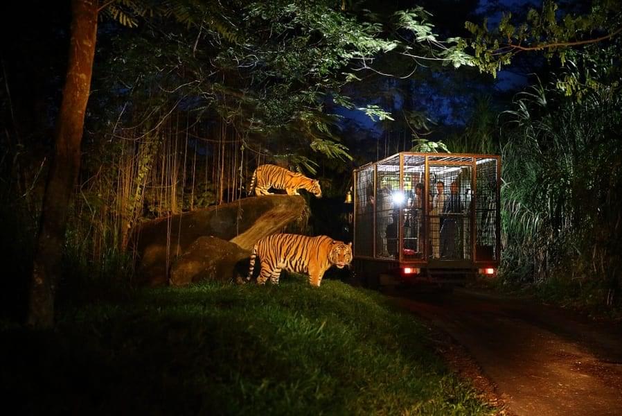 Night Safari Bali Zoo