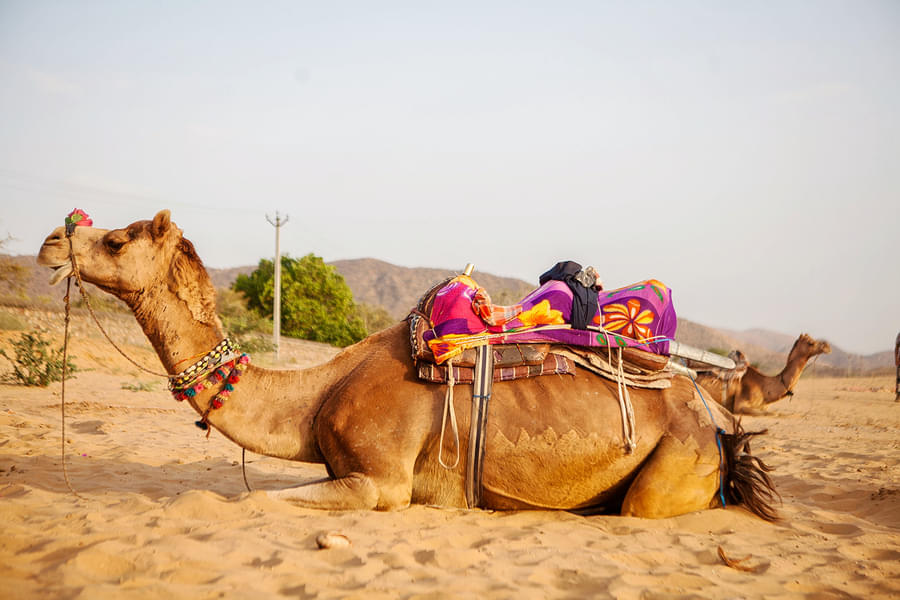 Pushkar Camel Safari Image
