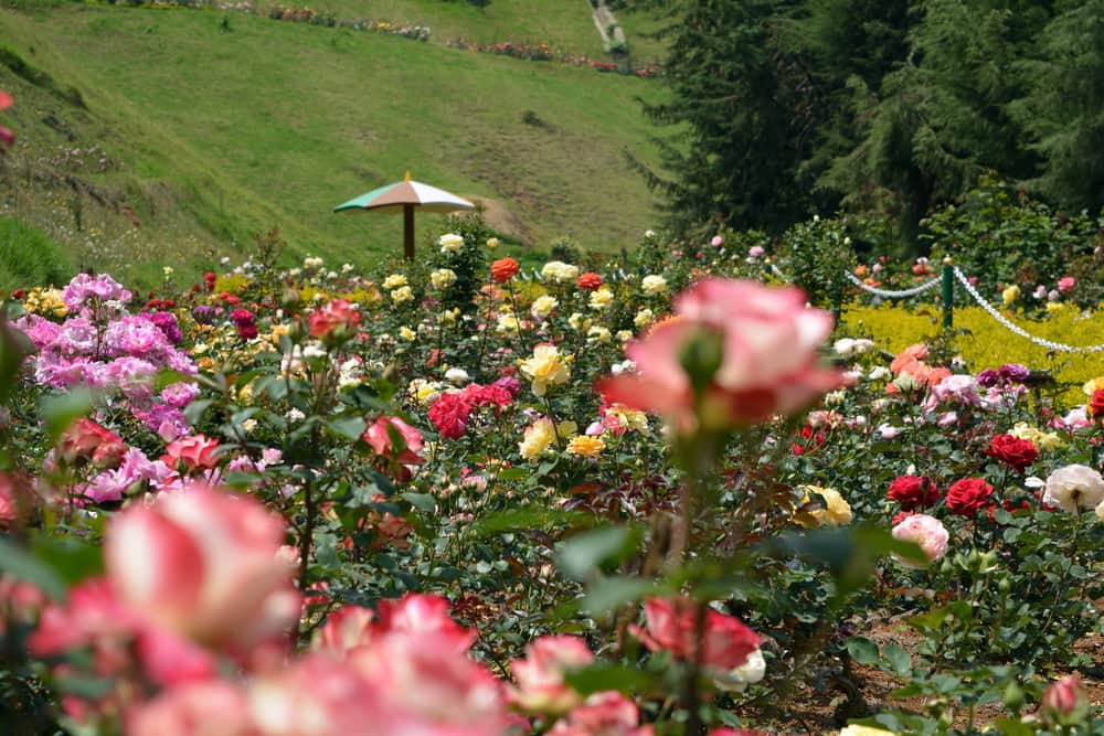 Rose Garden