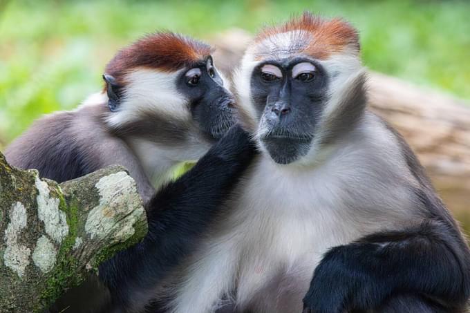 Singapore Zoo Primate Kingdom