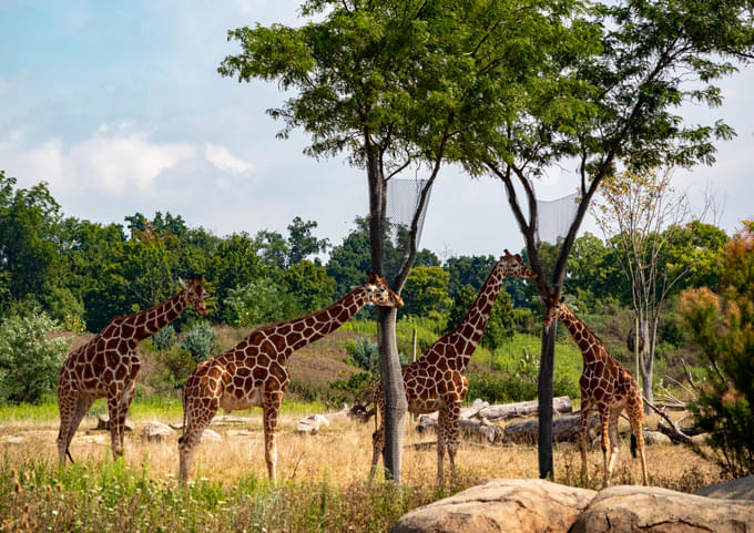 Giraffe in Columbus Zoo and Aquarium