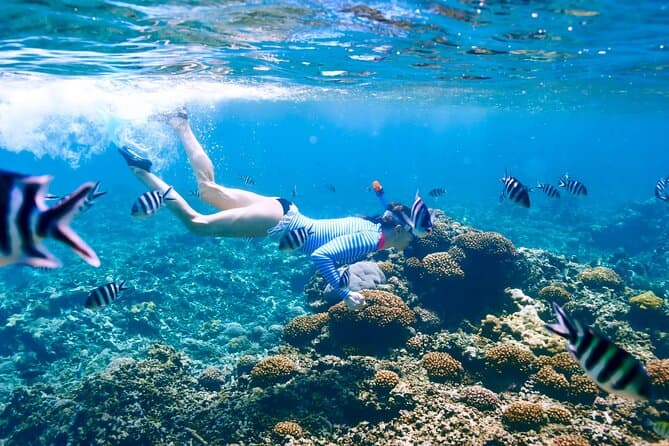 Snorkeling in Trincomalee Image