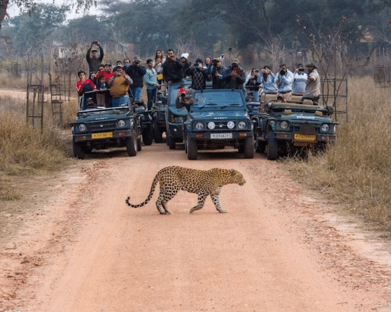 Embark on a Guided Leopard Safari