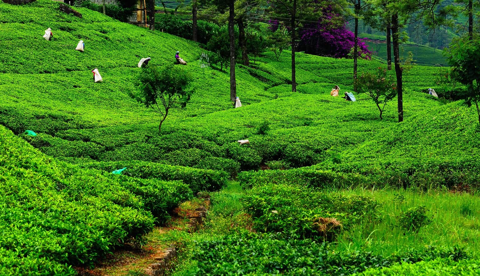 <em>Sri Lanka</em> Tour Packages From Surat