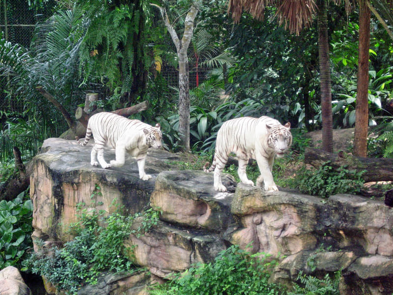 Singapore Zoo & Singapore Night Safari Tickets Combo Image