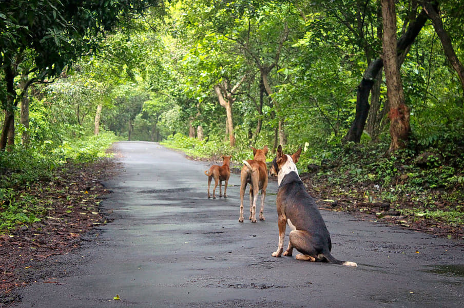 Phansad Wildlife Sanctuary Image