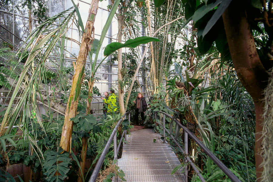 Hortus Botanicus, <em>Amsterdam</em>
