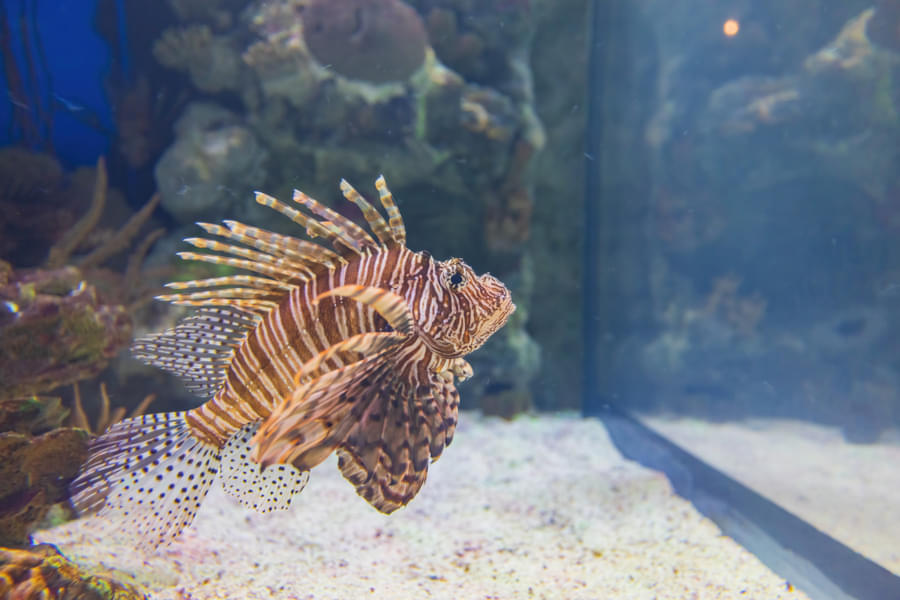 Click amazing pictures of Lionfish
