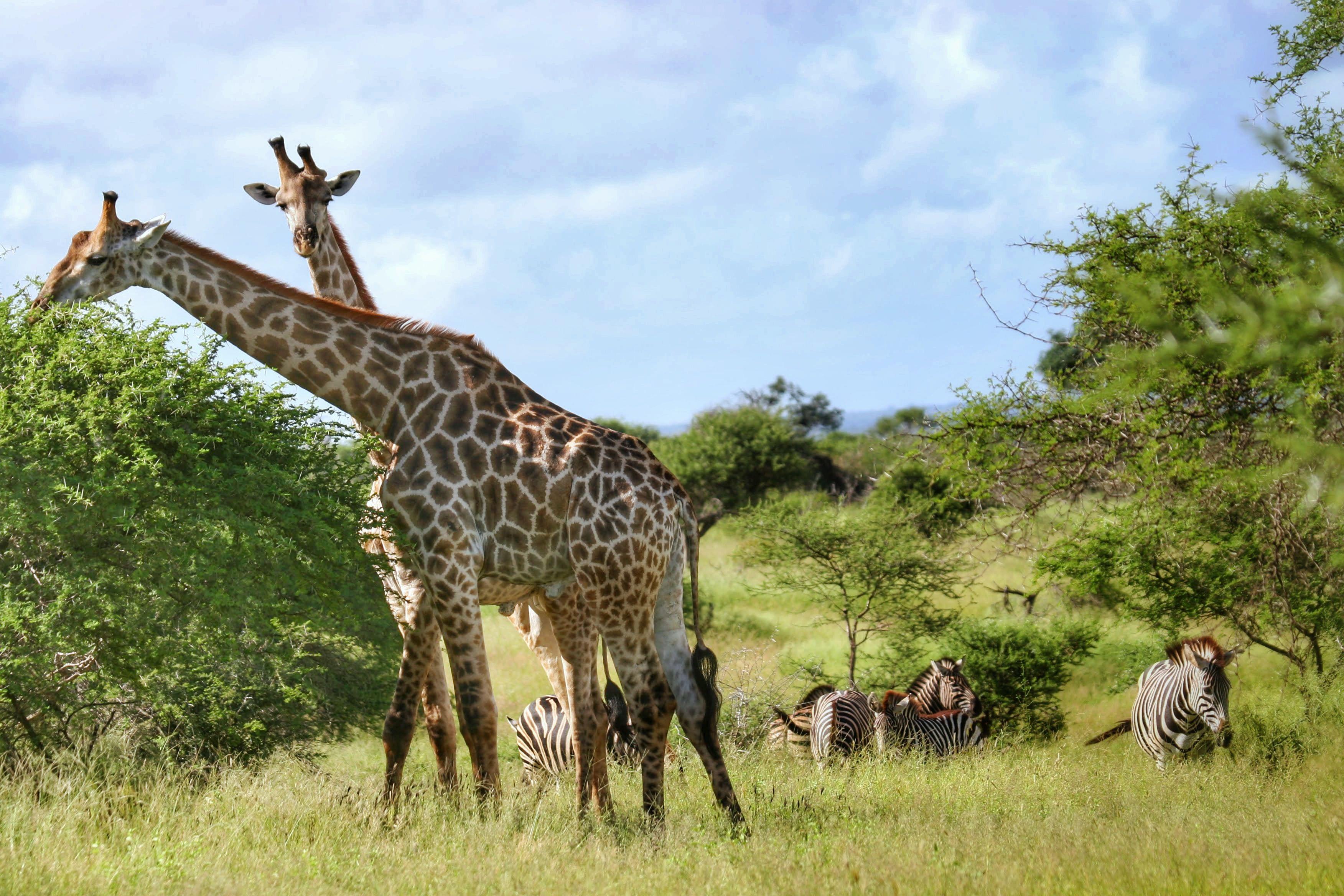 National Parks in South Africa