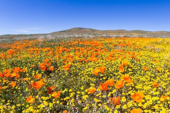 Namaqua National Park3.jpg