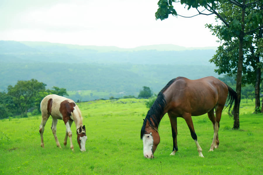 Blue Mormon Resort Image