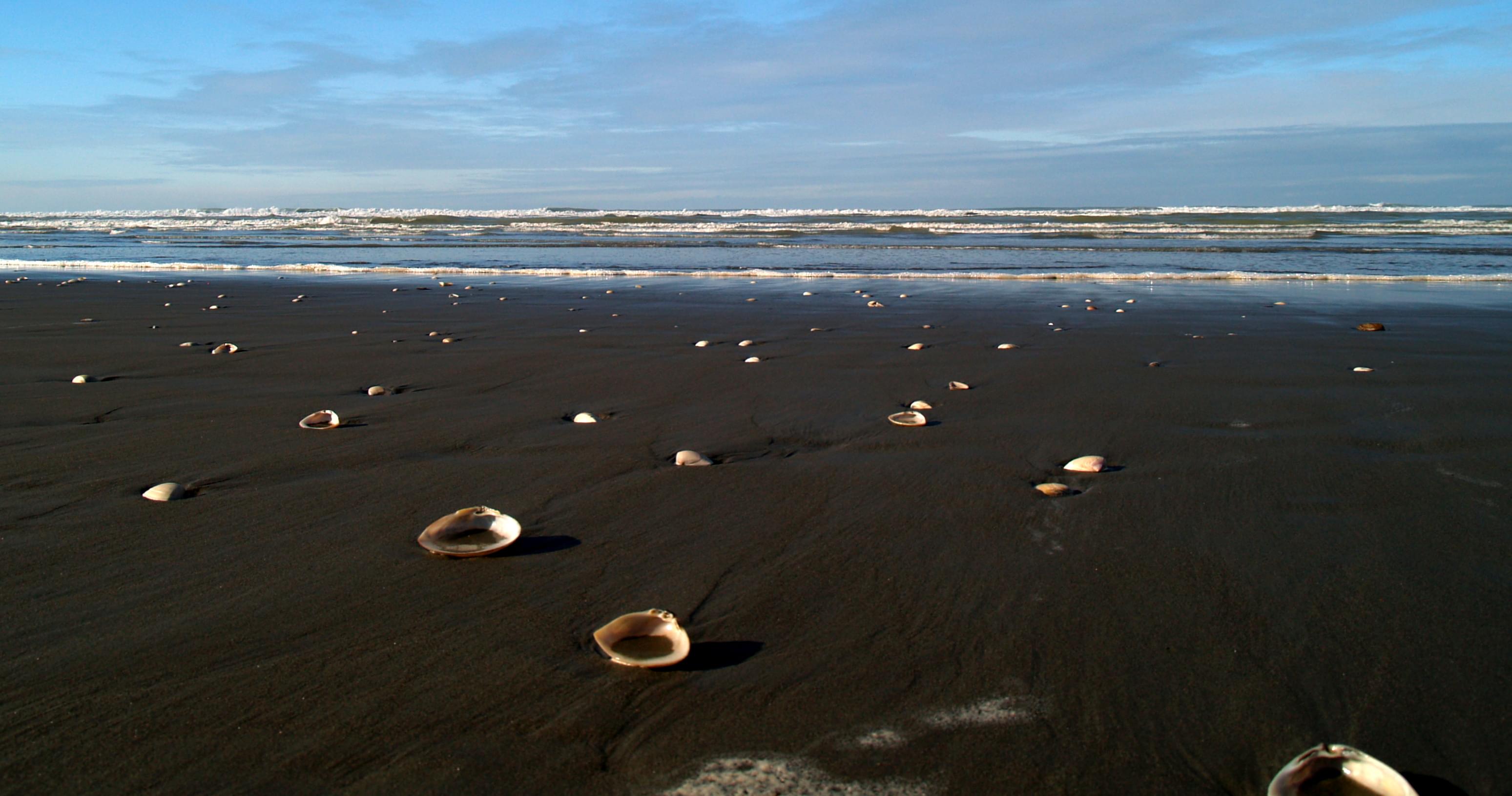 Collect Shells at Sea