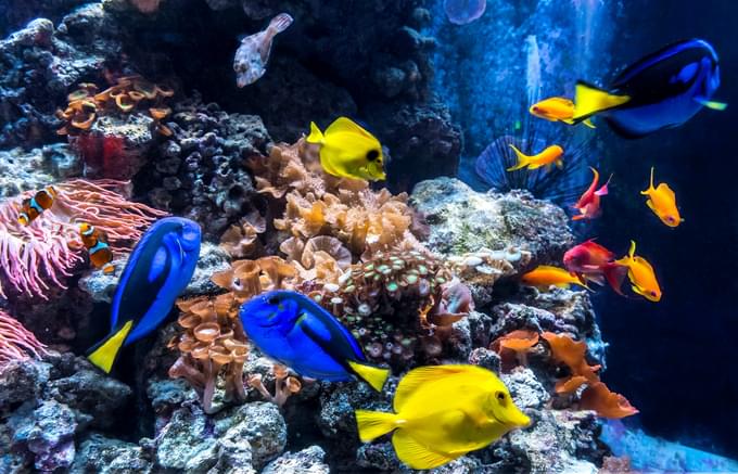 See a variety of fishes and other marine creatures