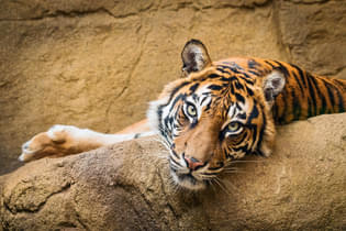 5972f98v8krlnlt2m6qb0dr6k5uz 1584169987 shutterstock 521445901