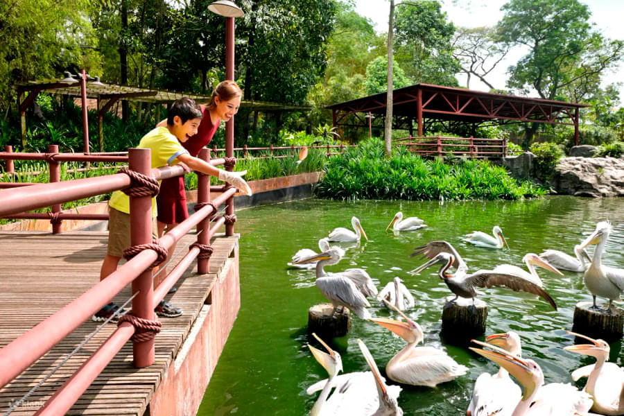 Admire the beautiful ducks closely during the interactive feeding sessions