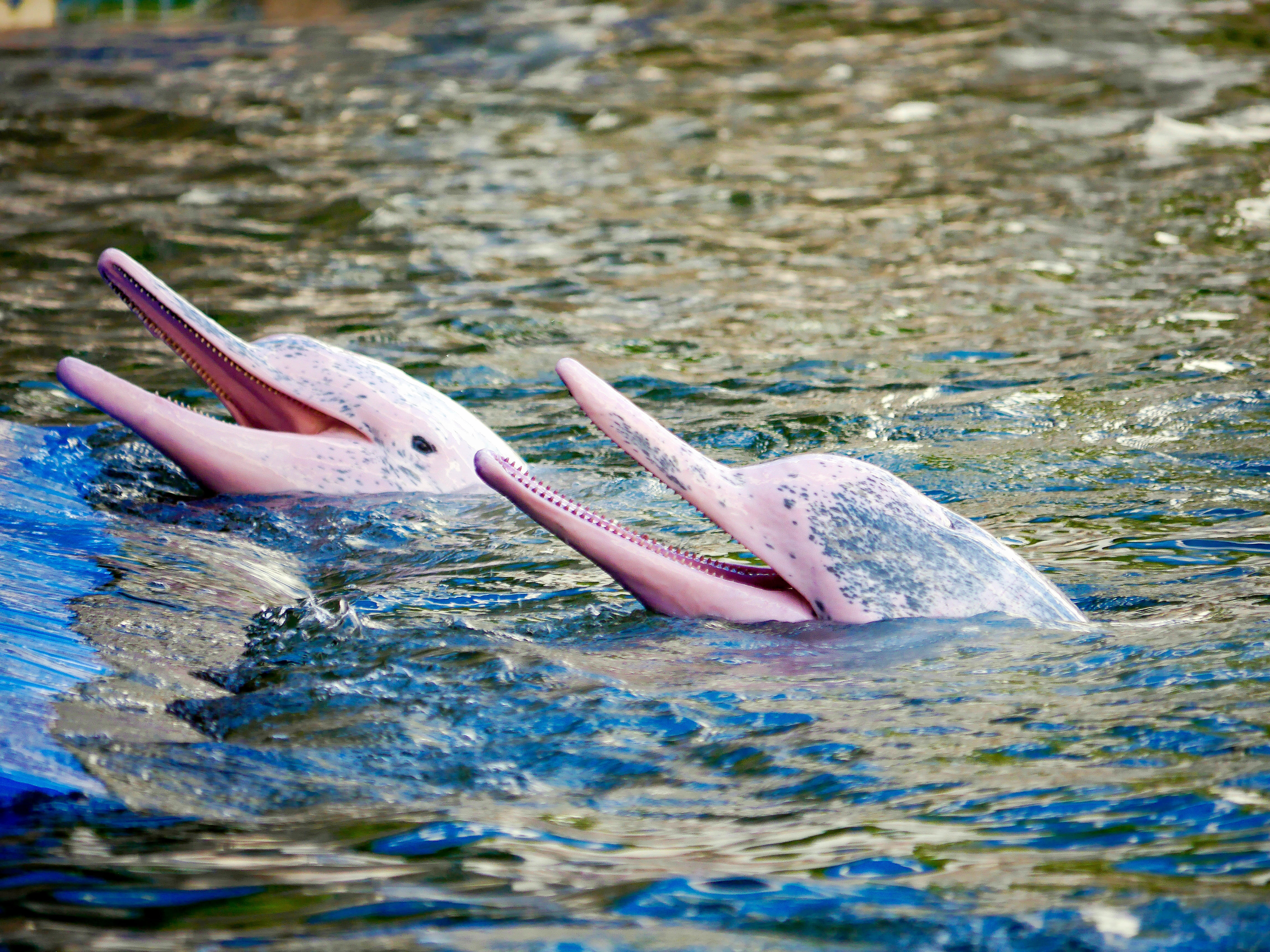 Pink Dolphin Sighting Tour Hong Kong