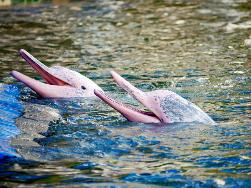 Pink Dolphin Sighting Tour, Hong Kong Image