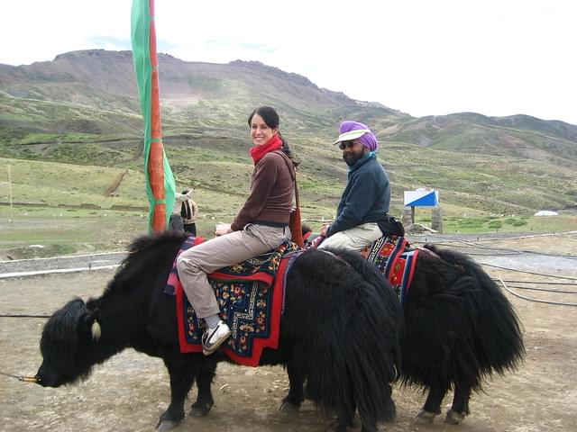 Yak Safari Gangtok
