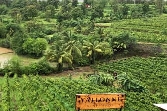 Learn how Vallonné cultivates French-origin grape varietals in Indian terroir