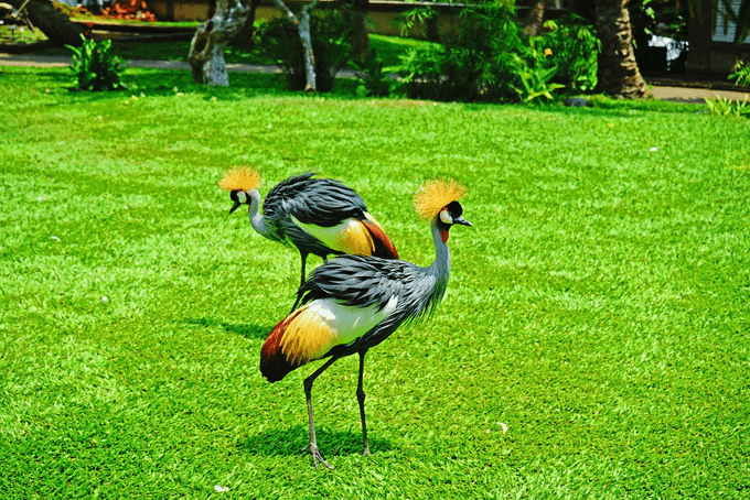 Bali Bird Park