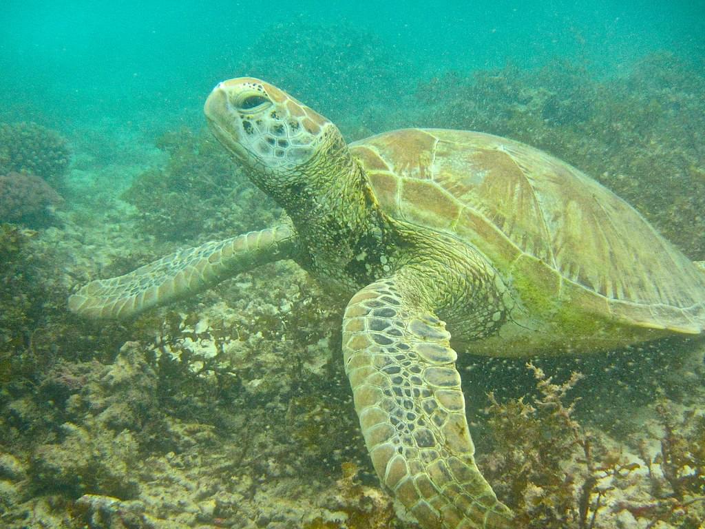 Kisite-Mpunguti Marine National Park Overview