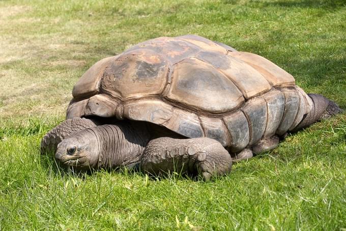 Tortoise in ARTIS Zoo