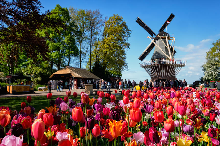 What To Expect at Keukenhof Tours from the Hague