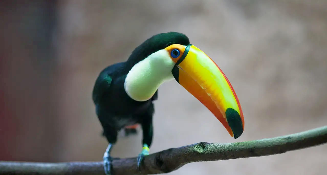 Admire the adorable Toco toucan at the Barcelona zoo