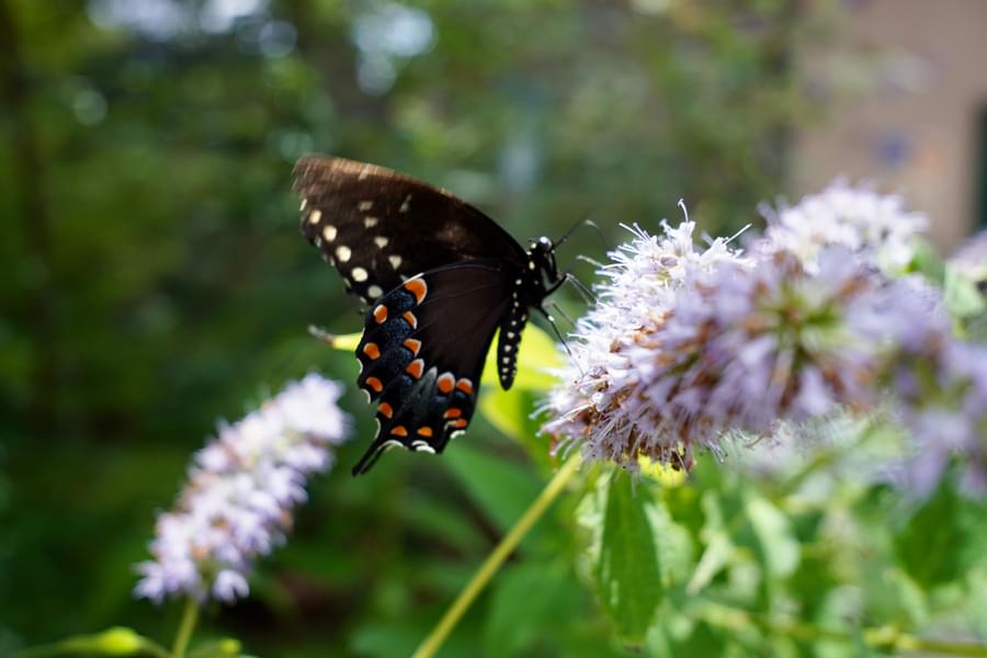 Butterfly in Temaiken Biopark
