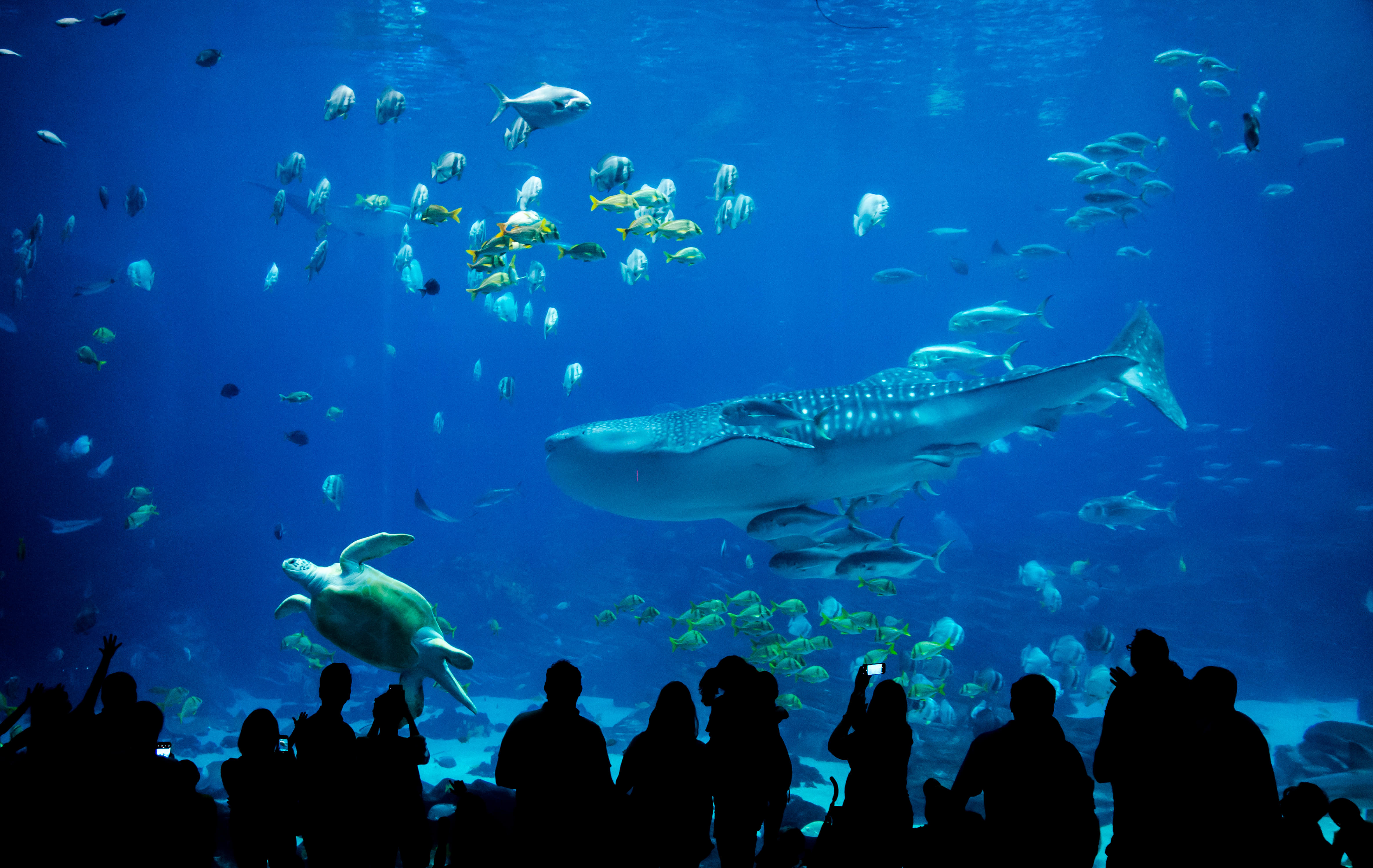 Sea life Aquariums in America