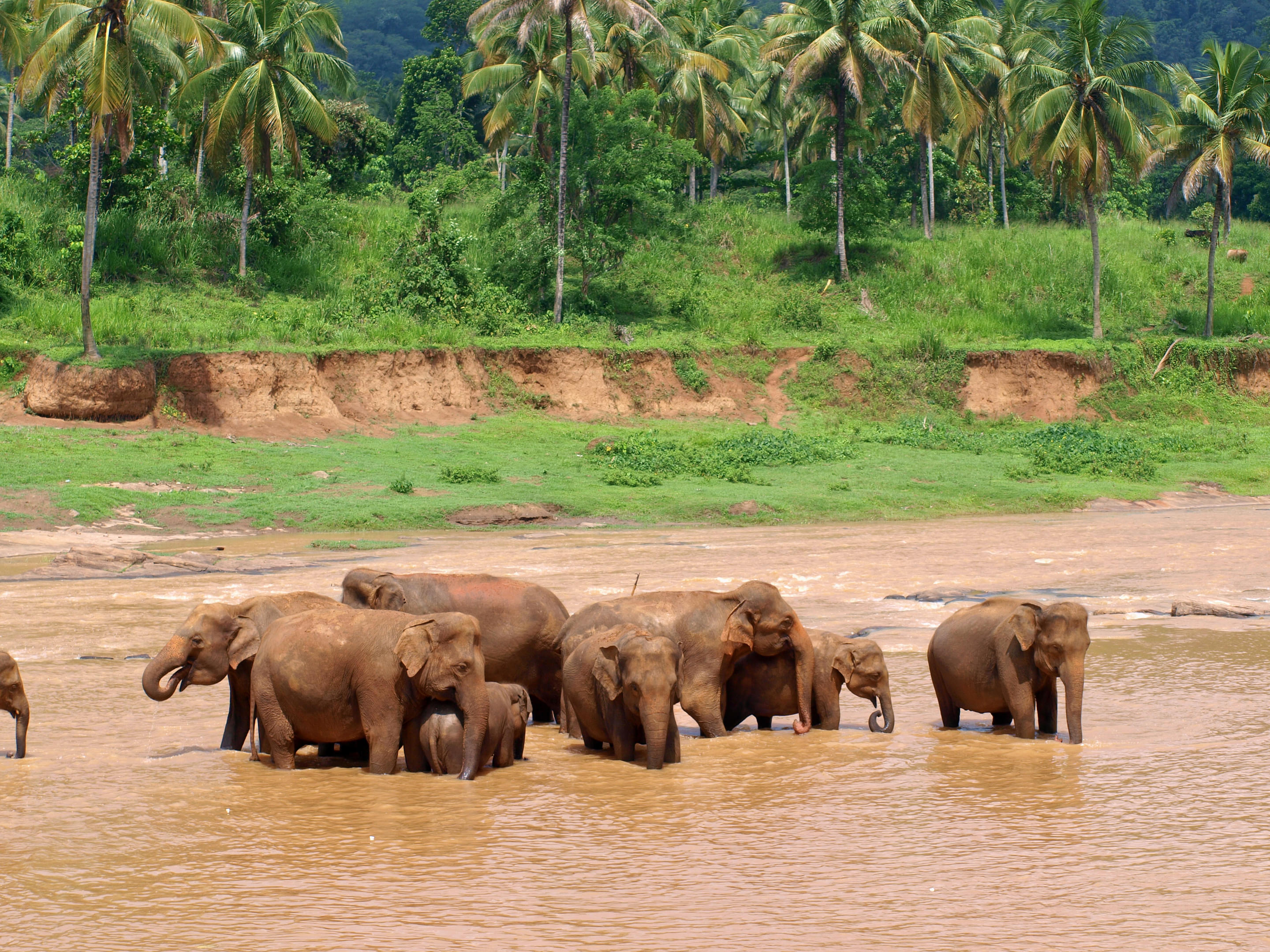 Pinnawala Elephant Orphanage Overview
