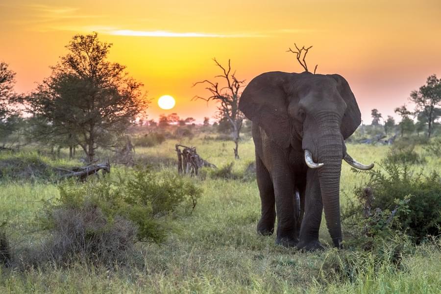 Kruger National Park Image