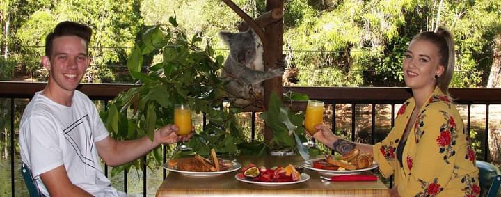 Hartley's Crocodile Adventures: Breakfast with Koalas