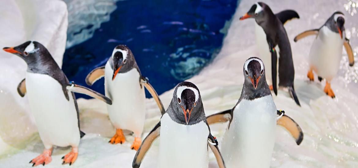 Say hello to the Jackass Penguin Gang