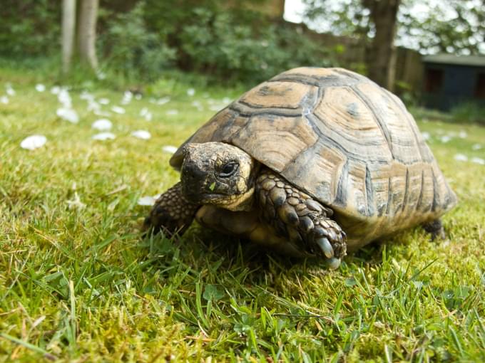 Tortoise in ARTIS Zoo