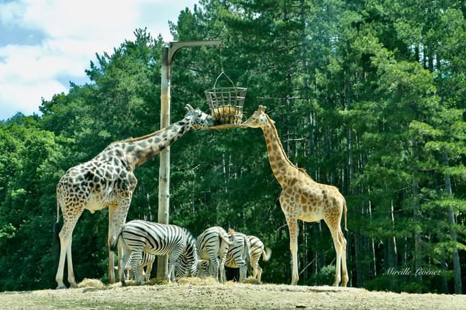 Giraffe in Perth Zoo