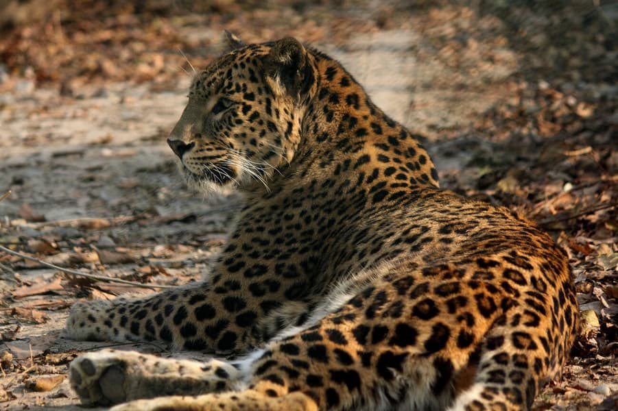 Dachigam National Park Guided Tour Image