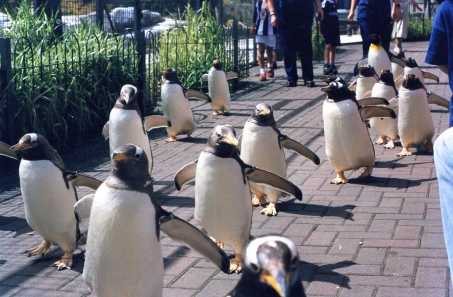 Waddle into wonder with the playful penguin parade