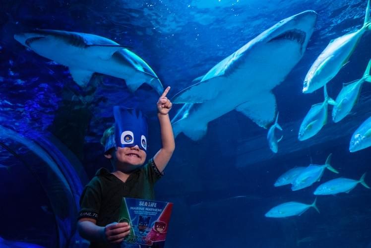 Try spotting a different species of sharks at the Shark Tunnel