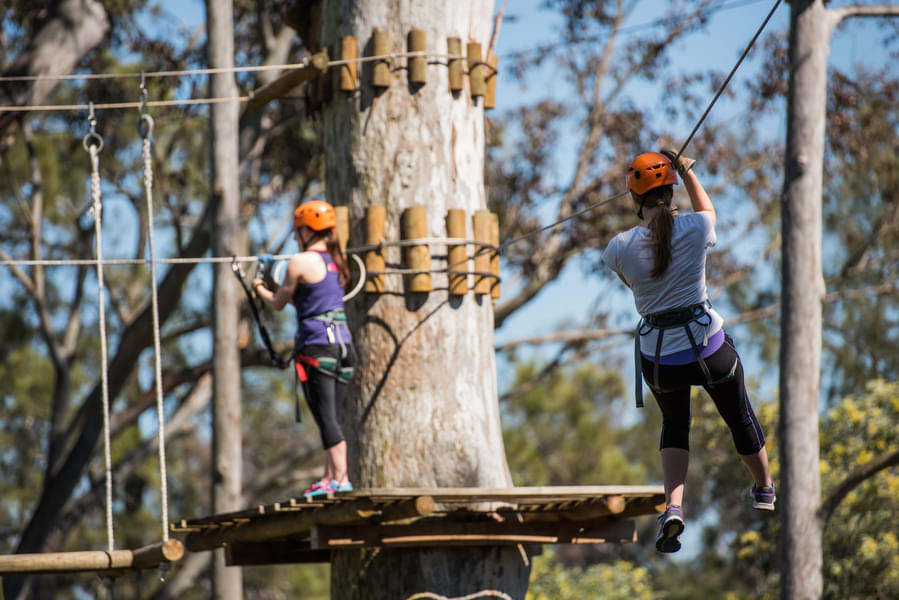 Treetops Adventure - Nowra Shoalhaven Park Image